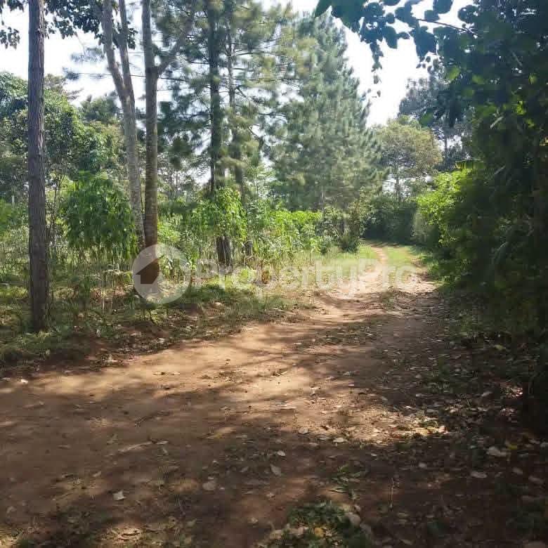 Land for sale Kalagala Gayaza road  Mukono Mukono Central - 3