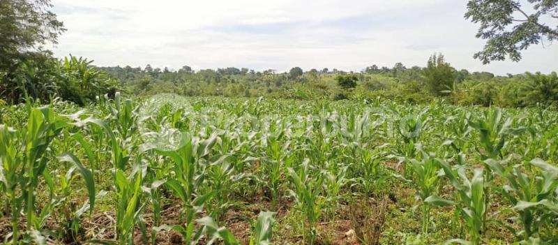 Land for sale Mpiligwa mityana road  Mityana Central - 3