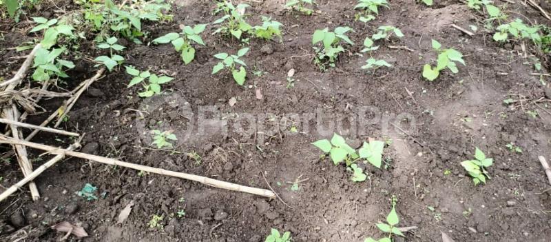 Land for sale Mpiligwa mityana road  Mityana Central - 7