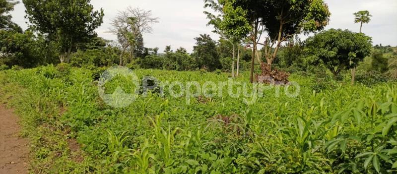 Land for sale Mpiligwa mityana road  Mityana Central - 5