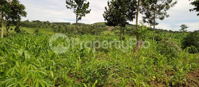 Land for sale Mpiligwa mityana road  Mityana Central - 4