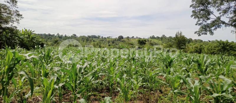 Land for sale Mpiligwa mityana road  Mityana Central - 2