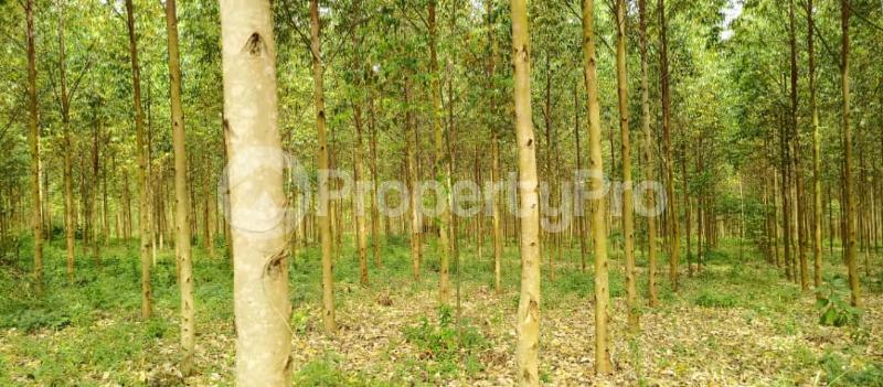 Land for sale Kibukuta road rcc Mityana Central - 6