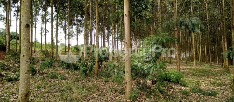Land for sale Kibukuta road rcc Mityana Central - 7