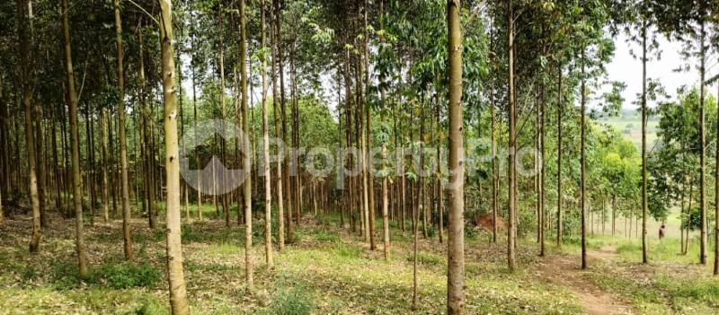 Land for sale Kibukuta road rcc Mityana Central - 5