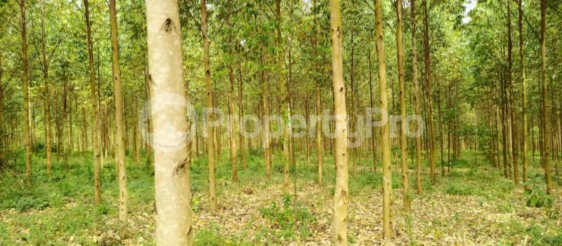 Land for sale Kibukuta road rcc Mityana Central - 4