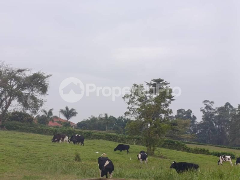 Land for sale Kira shimon road  Kira Wakiso Central - 2