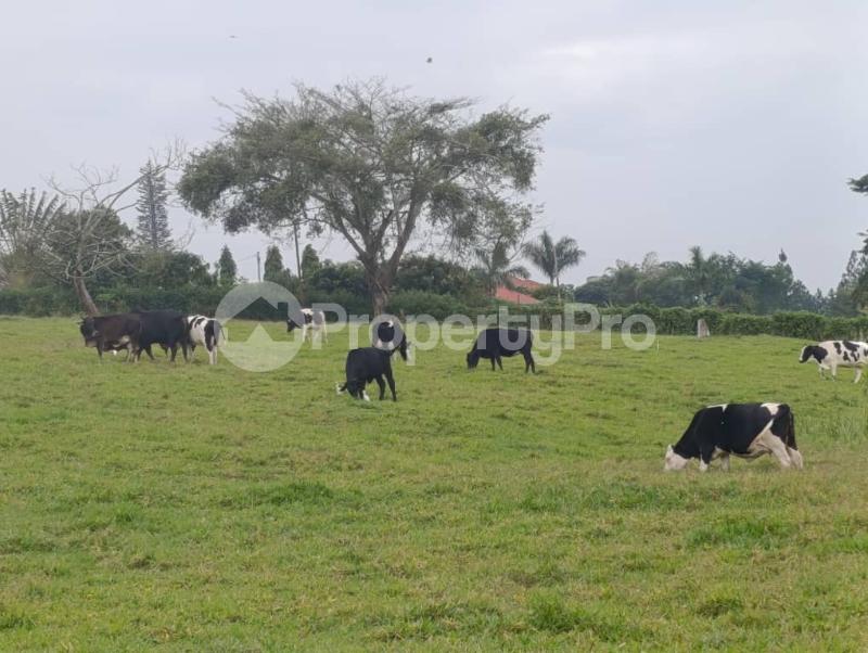 Land for sale Kira shimon road  Kira Wakiso Central - 4