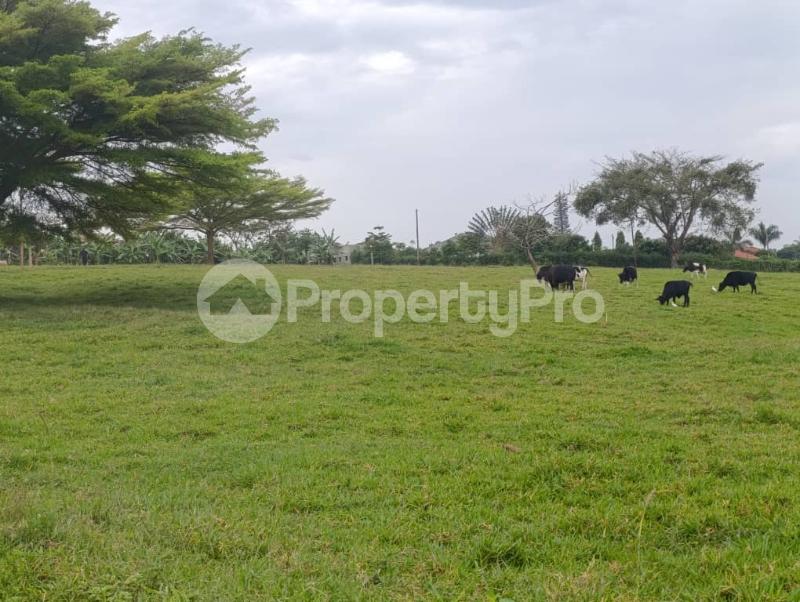 Land for sale Kira shimon road  Kira Wakiso Central - 3