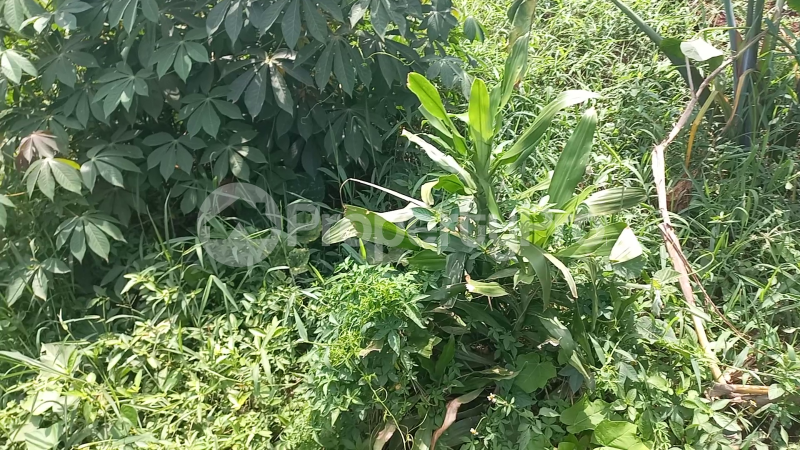 Land for rent Nakaseke Central - 0