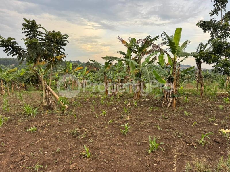 Land for sale Kira kitukutwe buwava Kira Wakiso Central - 4