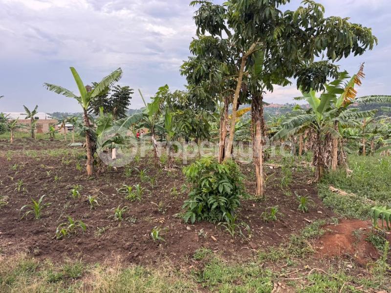 Land for sale Kira kitukutwe buwava Kira Wakiso Central - 2