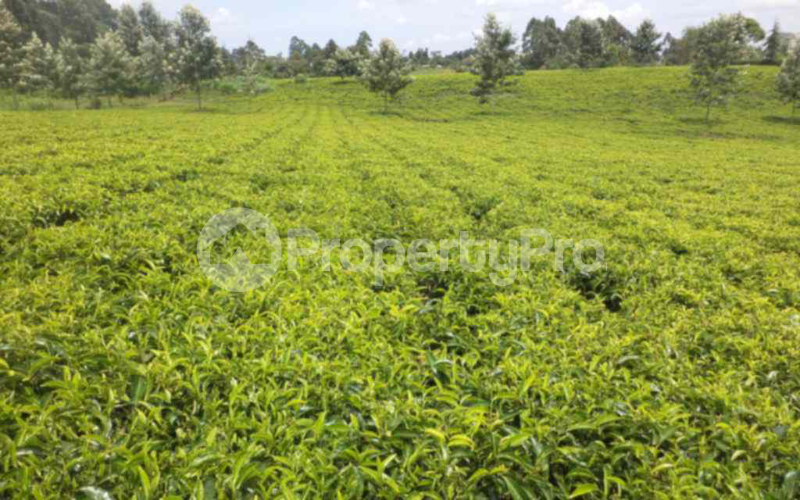 Land for sale Tigoni Limuru