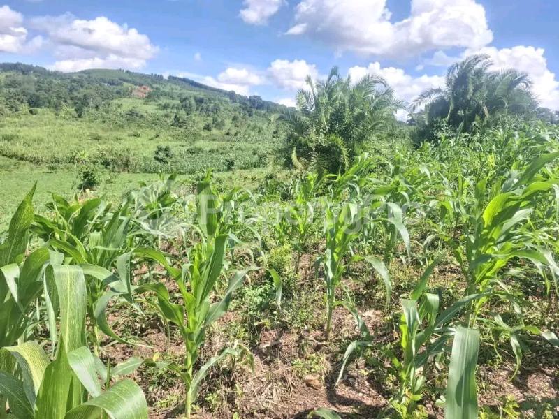 Land for sale Wabitungulu zirobwe  Luweero Central - 2