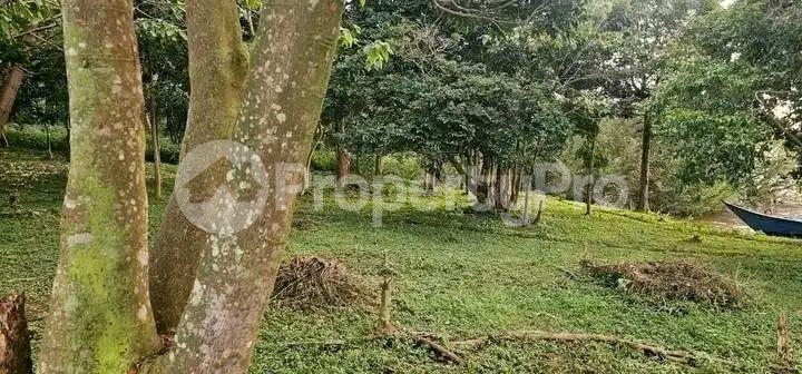Land for sale Bwema island mukono  Buikwe Central - 5
