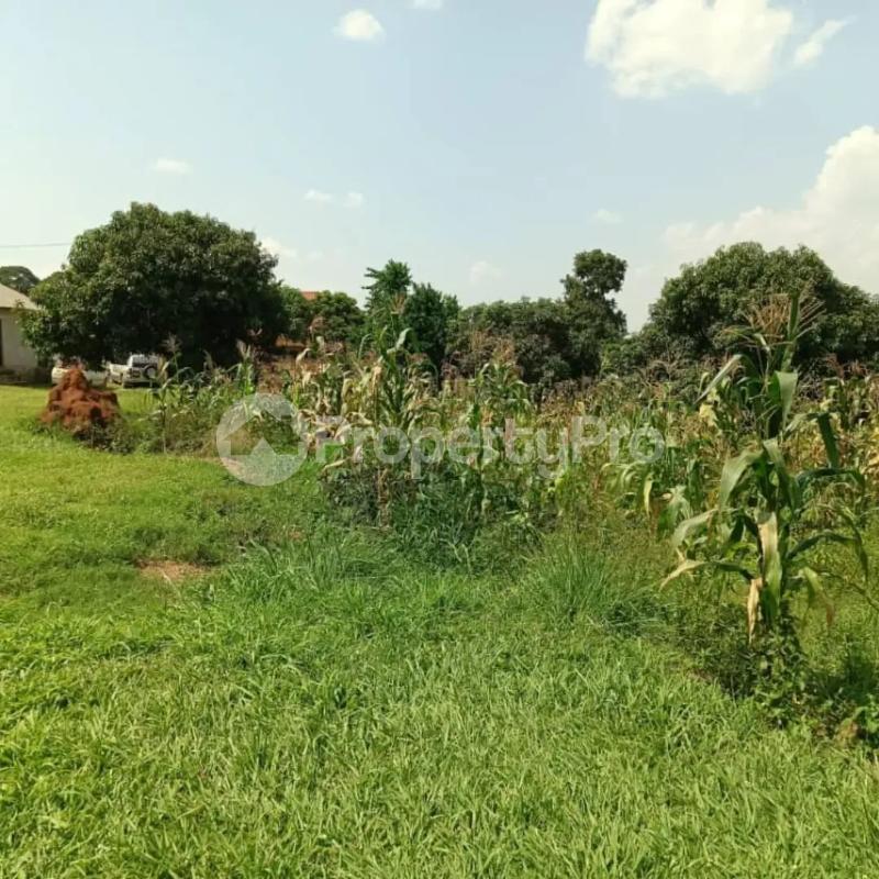 Land for sale Mukono festino Bajo Mukono Central - 2