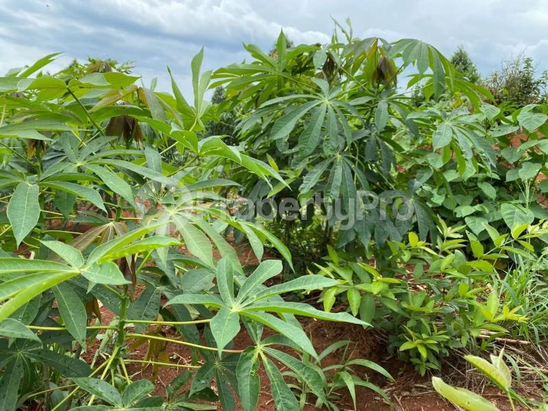 Land for sale Luwero bamugolode Luweero Central - 3