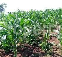 Land for sale Buikwe kikakanya Buikwe Central - 0