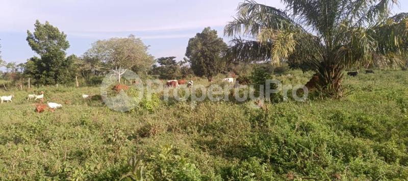 Land for sale Zirobwe wabitungulu  Luweero Central - 2