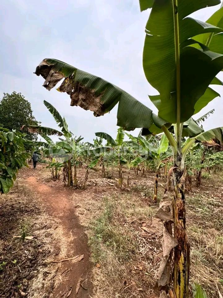 Land for sale Gayaza kiwenda Gayaza Wakiso Central - 4