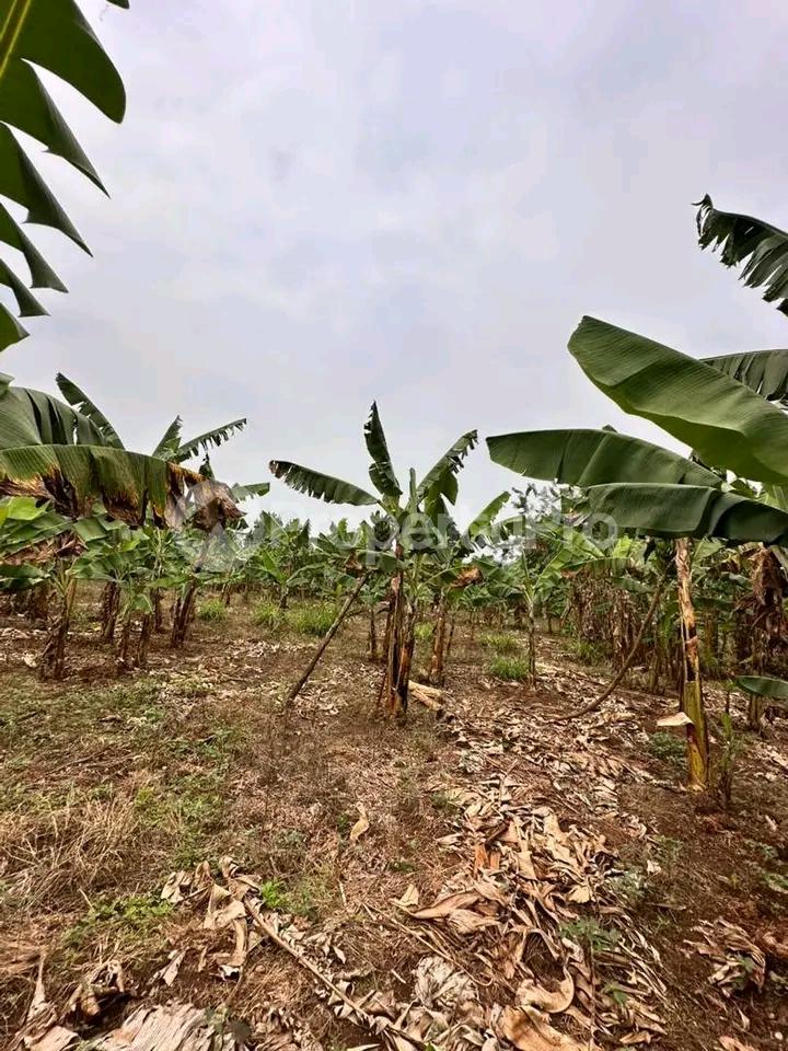 Land for sale Gayaza kiwenda Gayaza Wakiso Central - 2