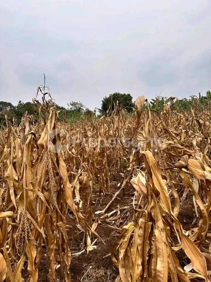 Land for sale Gayaza kiwenda Gayaza Wakiso Central - 3