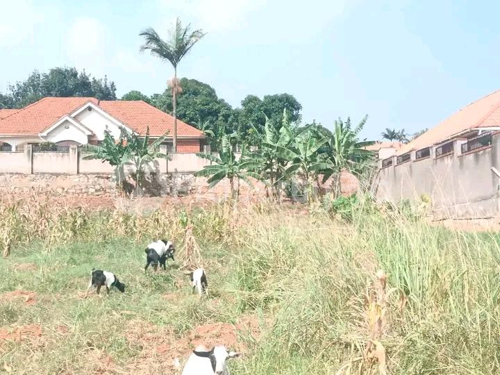 Land for sale Naalya road  Kampala Central Kampala Central - 3