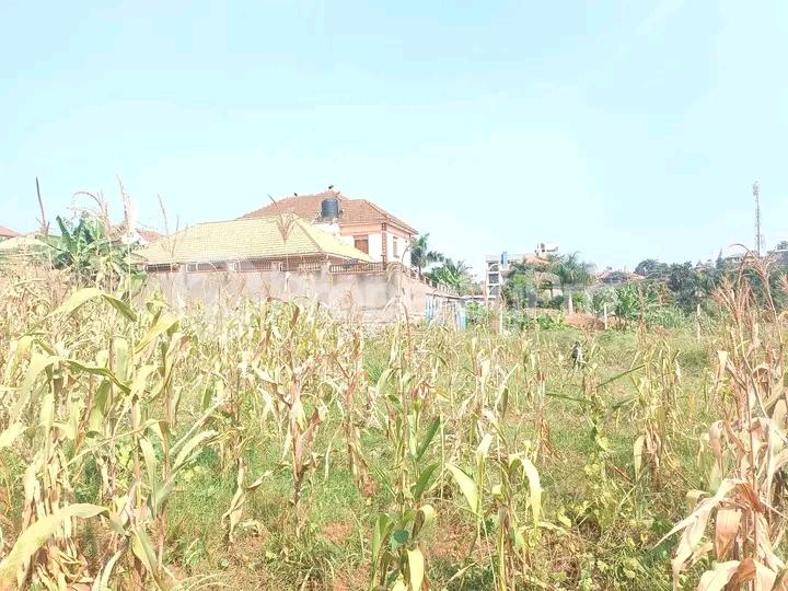 Land for sale Naalya road  Kampala Central Kampala Central - 4