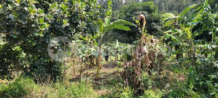 Land for sale Kira  Kampala Central - 1