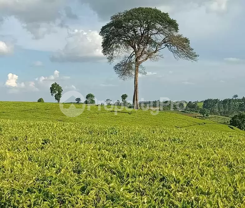 Land for sale Tigoni Limuru