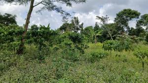Land for sale Kiwooko luwero Luweero Central