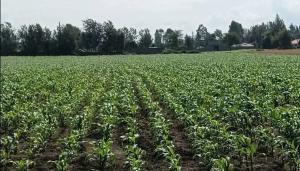 Land for sale Nakuru East Nakuru