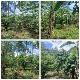 Land for sale Luwero town Luweero Central