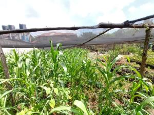 Land for sale Membley Ruiru