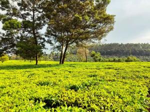 Land for sale Tigoni Limuru