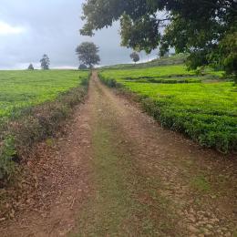 Land for sale Tigoni Limuru East Kiambu