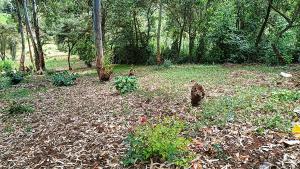 Land for sale Ruaka Nairobi