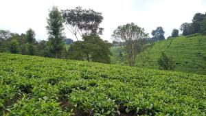 Land for sale Tigoni Ngecha Tigoni Kiambu