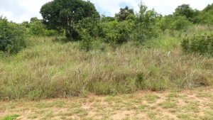 Land for sale Vipingo Kilifi