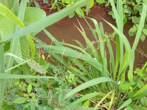 Commercial Land for sale mtisoni Taveta Taita-Taveta