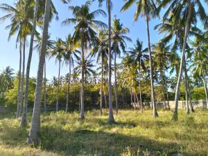 Land for sale Kilifi North Kilifi