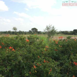 Land for sale Kenol Muranga