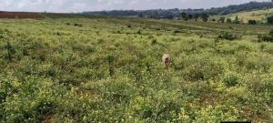 Land for sale Olkaria Nakuru