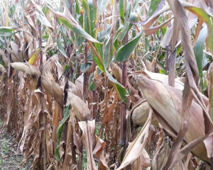 Land for sale Nakuru Town Nakuru