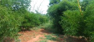 Land for sale Malindi Kilifi