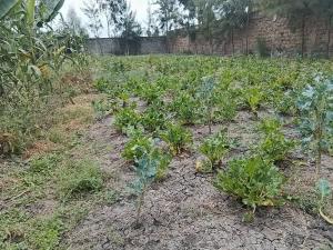 Land for sale Syokimau Nairobi