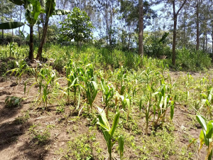 Land for sale Ngong Kajiado