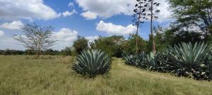 Agricultural Land for sale KISAJU Kitengela Kajiado
