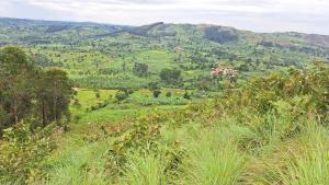 Land for sale Kyenjojo butudunzi Kyenjojo Western