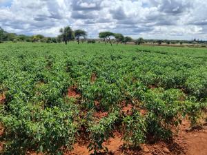Land for sale Kimana Kajiado